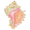 CCRT-011 Pink Murex | 0.75" Acrylic Cutout |