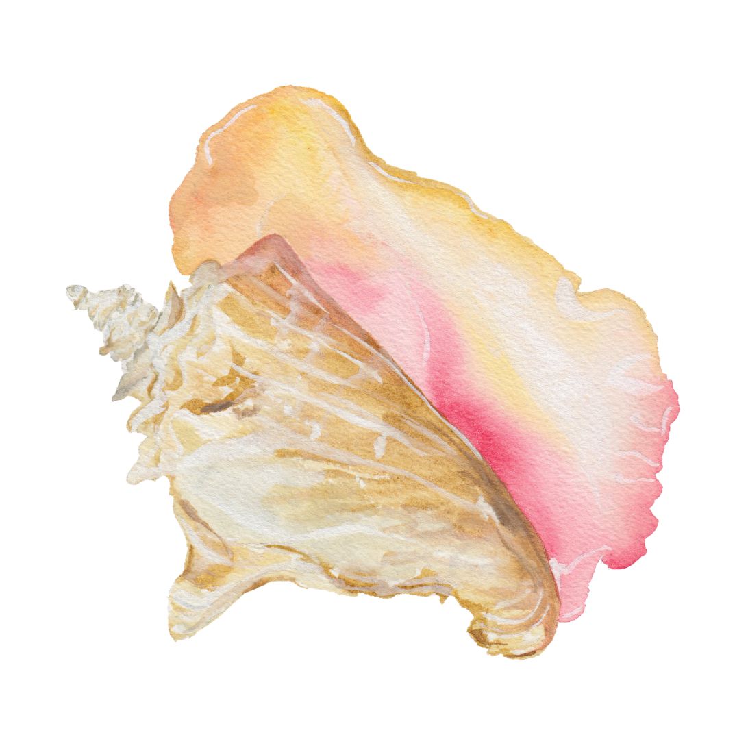 CCRT-022 Queen Conch Mini | 0.50" Acrylic Cutout | Case Bundle of 25