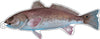 Redfish Ornament | 0.25 Acrylic | Case Bundle any 10+ (Pack of 1)