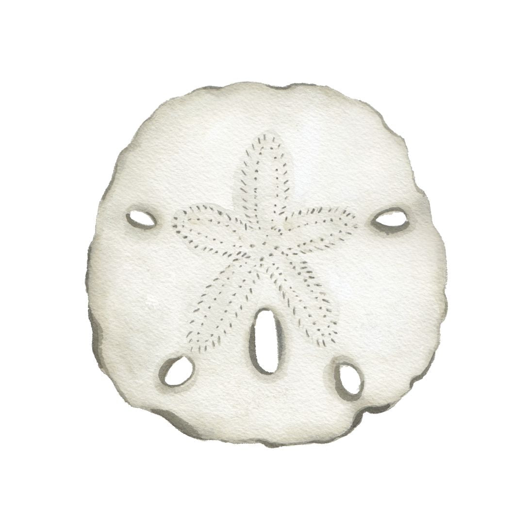 CCRT-015 Sand Dollar | 0.75" Acrylic Cutout |