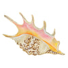 CCRT-021 Spider Conch Mini | 0.50" Acrylic Cutout | Case Bundle of 25