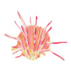 CCRT-005 Spiny Oyster | 0.75" Acrylic Cutout | Case Bundle of 25