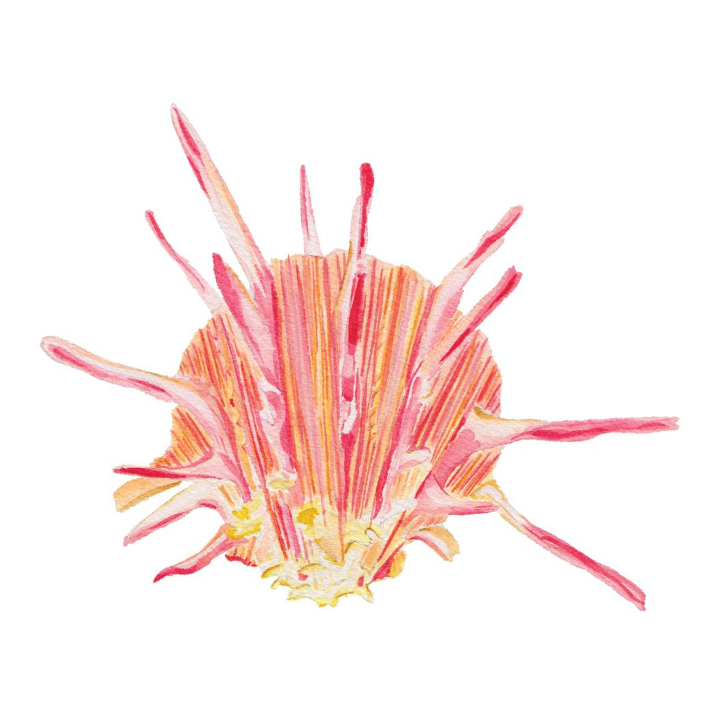 CCRT-005 Spiny Oyster | 0.75" Acrylic Cutout | Case Bundle of 25