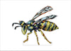 Yellow Jacket | 0.25in. Acrylic Ornament | Mix and Match (any 10+)