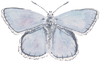 CCRT-055 Butterfly Adonis | 0.75" Acrylic Cutout | Case Bundle of 25