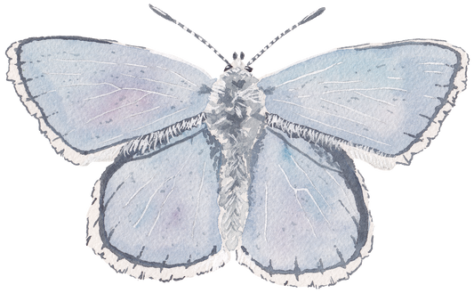 CCRT-055 Butterfly Adonis | 0.75" Acrylic Cutout | Case Bundle of 25
