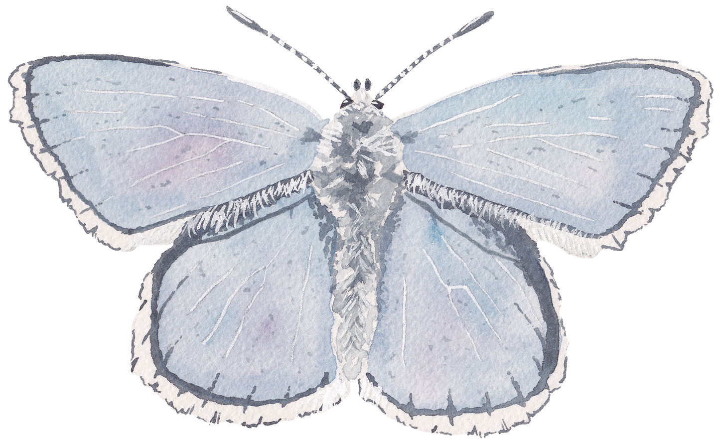 CCRT-056 Butterfly Adonis Mini | 0.50" Acrylic Cutout | Case Bundle of 25