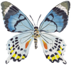 CCRT-058 Butterfly Blue Mini | 0.50" Acrylic Cutout | Case Bundle of 25
