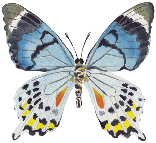 CCRT-057 Butterfly Blue | 0.75" Acrylic Cutout | Case Bundle of 25