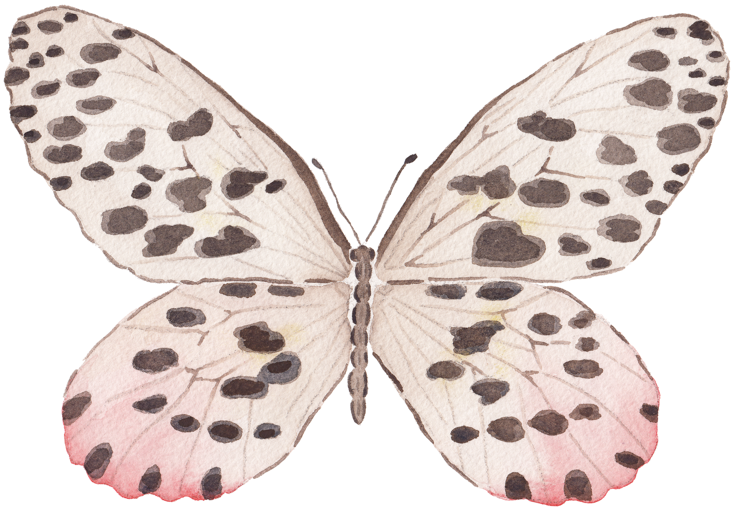 CCRT-059 Butterfly Rose | 0.75" Acrylic Cutout |