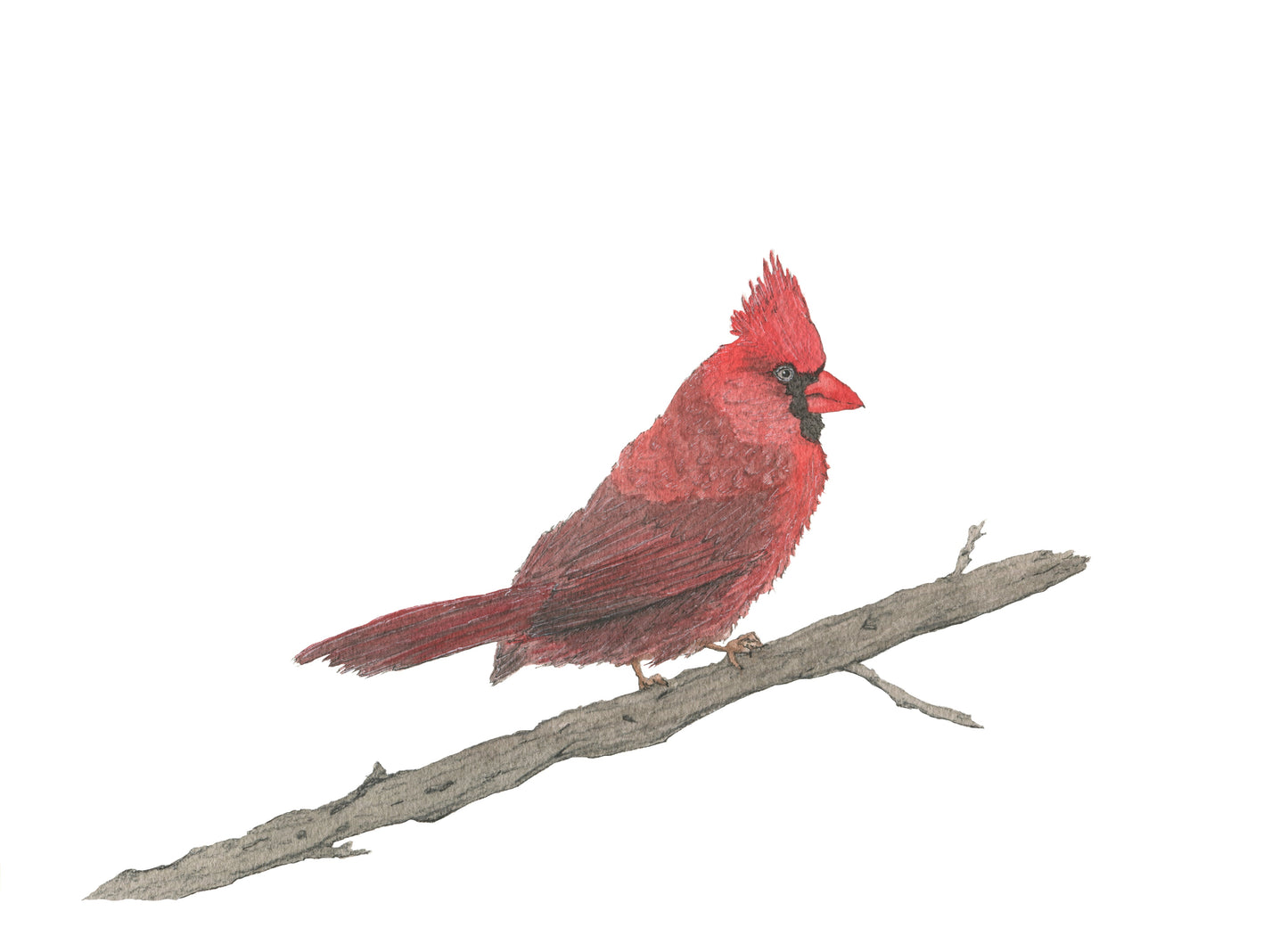 JRD-006 Cardinal | 0.75in. Acrylic Contour |