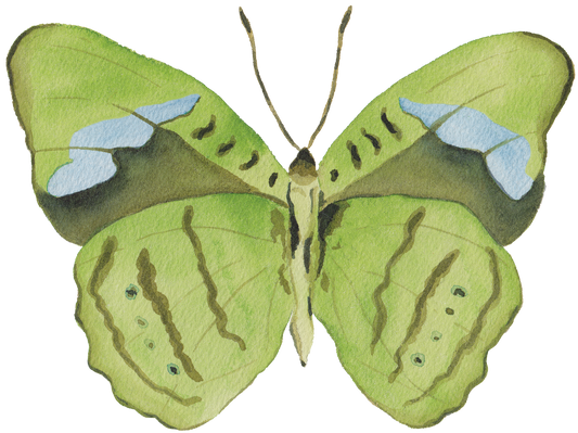 CCRT-053 Butterfly Green | 0.75" Acrylic Cutout | Case Bundle of 25