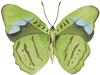 CCRT-053 Butterfly Green | 0.75" Acrylic Cutout |
