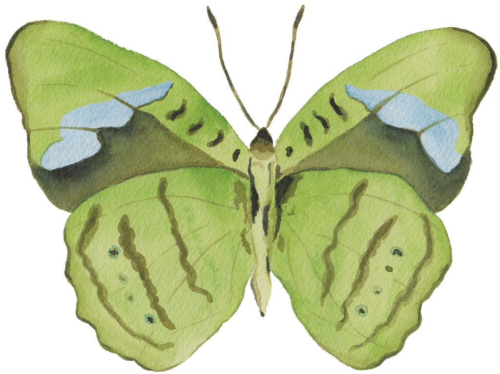CCRT-053 Butterfly Green | 0.75" Acrylic Cutout |