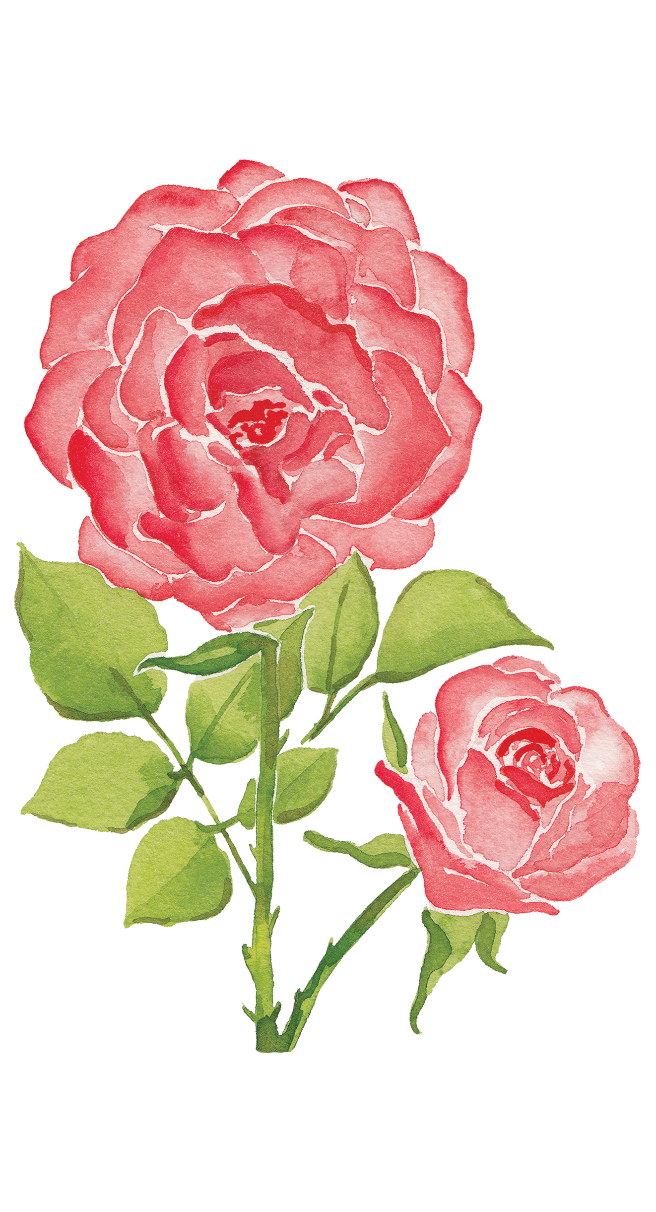 CCRT-064 Pink Rose | 0.75in. Acrylic Contour | Case Bundle of 25