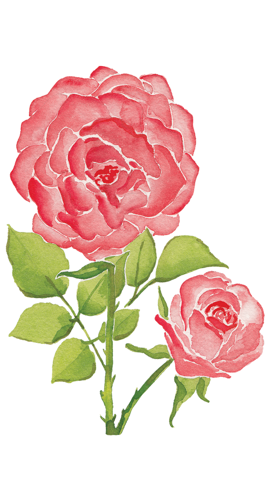 CCRT-064 Pink Rose | 0.75in. Acrylic Contour | Case Bundle of 25