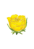 CCRT-063 Yellow Rose | 0.50in. Acrylic Contour | Case Bundle of 25