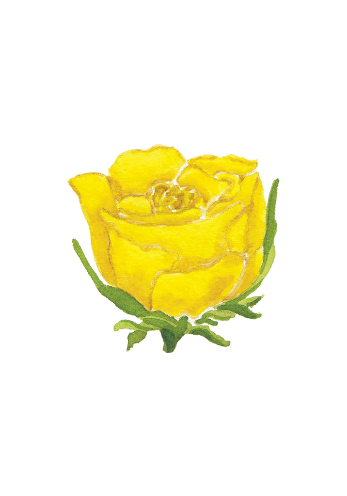 CCRT-063 Yellow Rose | 0.50in. Acrylic Contour | Case Bundle of 25